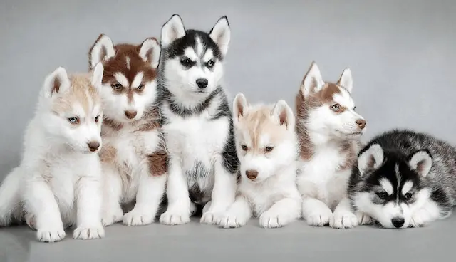 Ở mức giá trung bình, một con chó Siberian Husky có thể có giá từ khoảng 10 triệu đồng đến 30 triệu đồng trên thị trường nuôi cảnh. Trong khi đó, chó Alaska Malamute thường có giá từ khoảng 15 triệu đồng đến 40 triệu đồng.