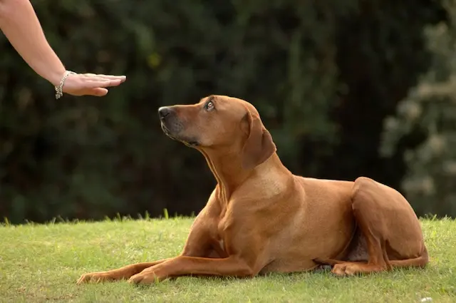 Huấn luyện chó Ai Cập đòi hỏi sự kiên nhẫn, nhất quán, và sử dụng phương pháp tích cực để tạo ra môi trường tích cực cho chó.