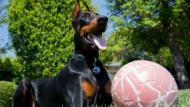 Chó Doberman là giống chó thông minh và yêu cầu một chủ nhân quyết tâm và kiên nhẫn để huấn luyện.