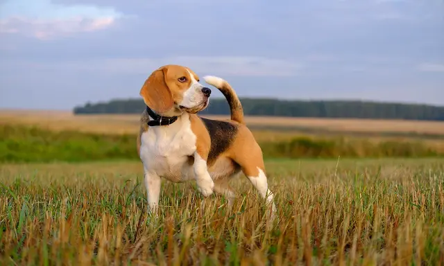 Beagle cần không gian mở và thường cảm thấy thoải mái trong môi trường có sự kích thích và vận động.