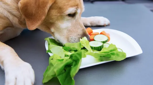 Labrador thích ăn và có thể trở nên thừa cân. Việc kiểm soát khẩu phần và đảm bảo hoạt động vận động là quan trọng.