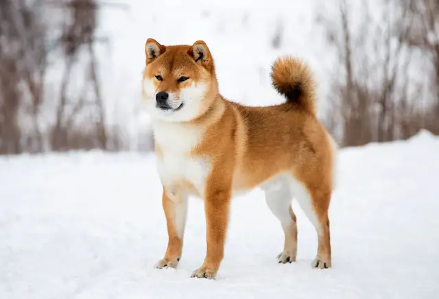 Shiba Inu là một trong những giống chó cổ xưa nhất của Nhật Bản, có nguồn gốc từ thời kỳ Jomon (thế kỷ 3 TCN).