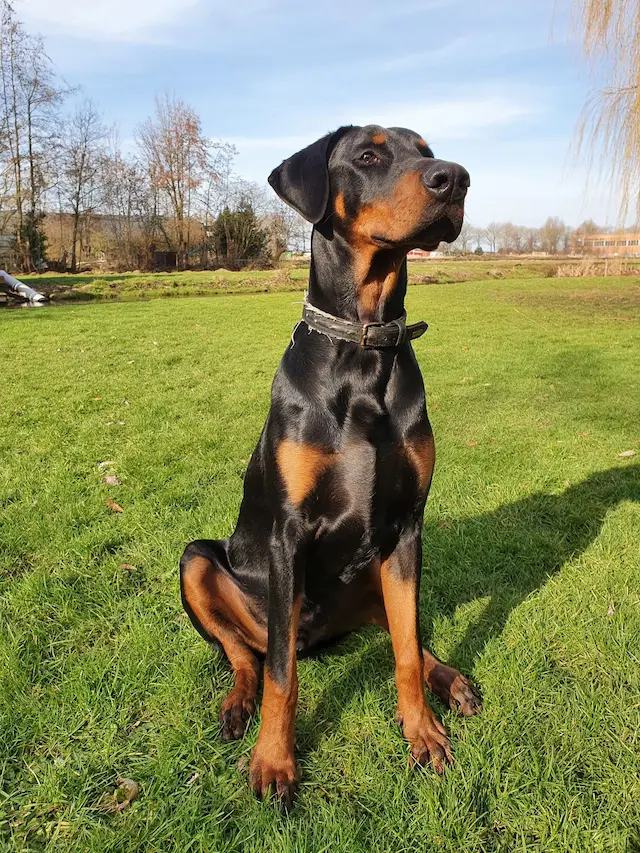 Màu lông phổ biến của chó Doberman bao gồm đen, đỏ, xám và xanh dương. Thường có một sự kết hợp giữa màu lông đen và nâu.