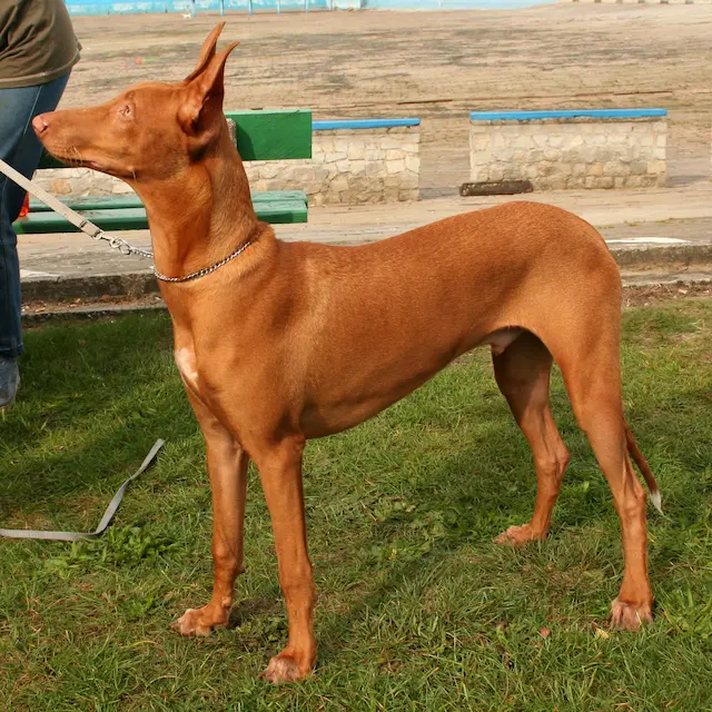 Chó Ai Cập thích hợp sống trong môi trường nơi có không gian lớn và có thể tham gia vào các hoạt động vận động.