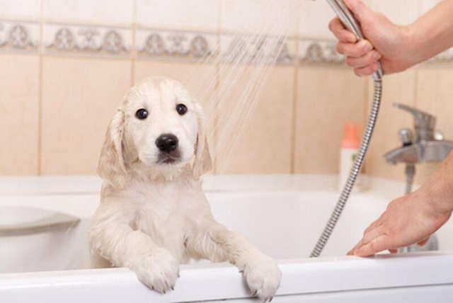 Bao lâu thì nên tắm cho chó?