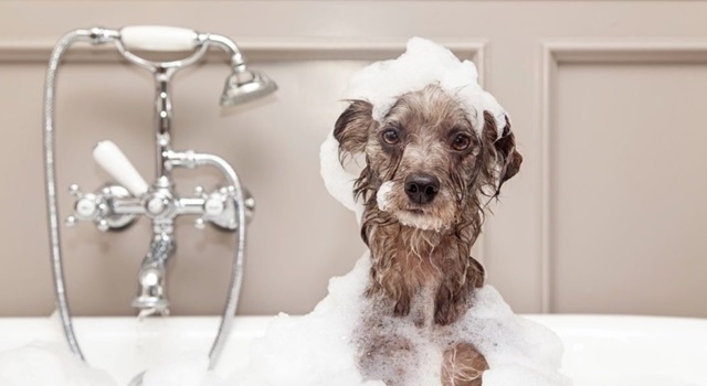 Bạn có thể tắm cho chó bằng dầu gội không?
