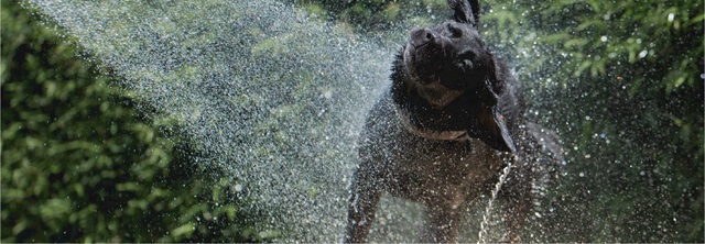 Khi nào không nên tắm cho chó?