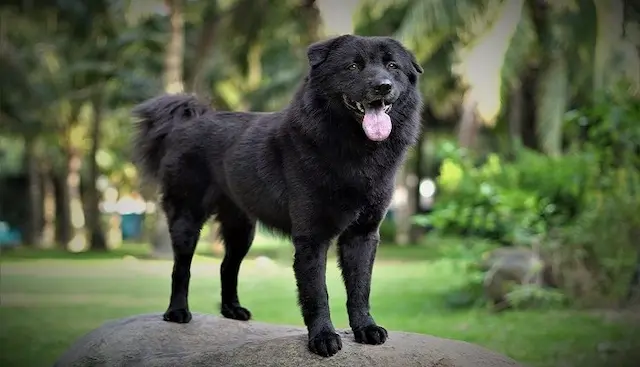 Chó Bắc Hà, hay còn gọi là chó xù Bắc Hà, là giống chó nguyên địa của vùng núi cao Bắc Hà, Lào Cai, Việt Nam.