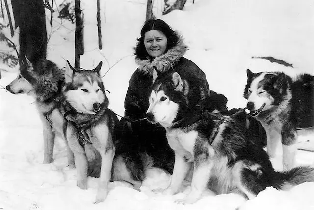 Alaska hay còn gọi là Alaskan Malamute có tổ tiên là chó sói tuyết hoang dã có nguồn gốc từ Siberia, Nga