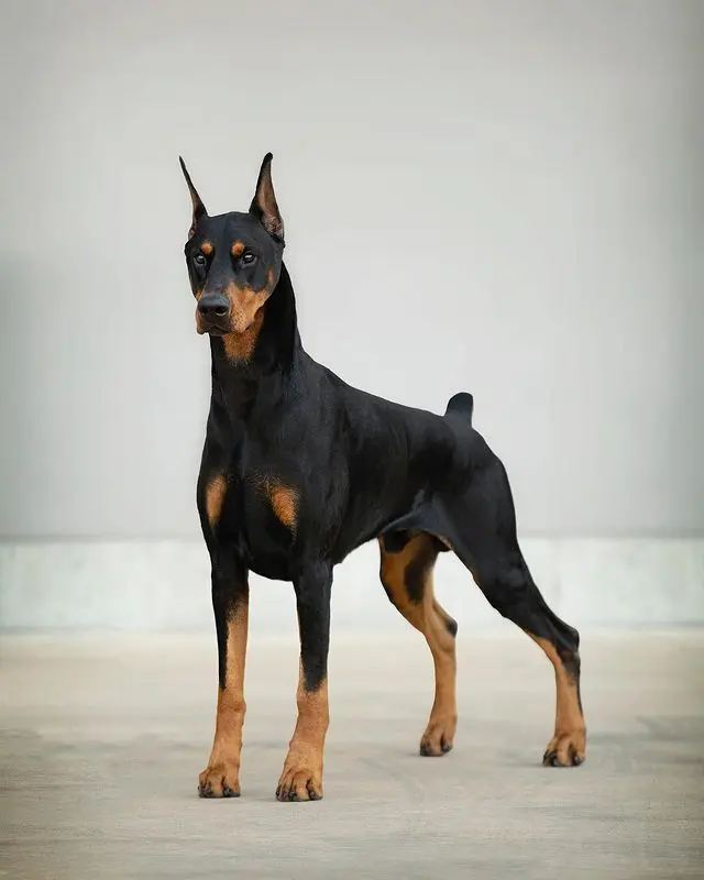 Chó Doberman có nguồn gốc từ Đức, được phát triển bởi một nhóm người nuôi chó do thám, chủ yếu là một người lính tên là Karl Friedrich Louis Dobermann.