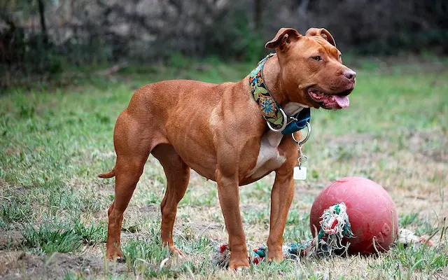 Chó Pitbull có nguồn gốc từ việc lai tạo giữa chó Bulldog và chó Terrier ở Anh vào thế kỷ 19. 