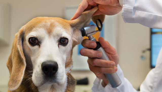 Vắc xin 7 bệnh cho chó bao gồm các bệnh sau