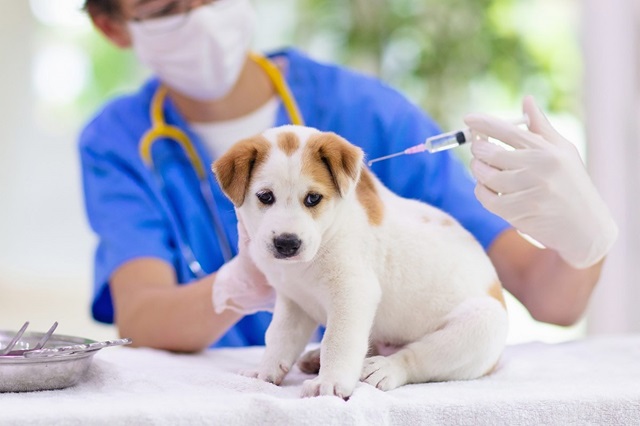 Phục hồi sức khỏe cho chó đi tiểu ra máu