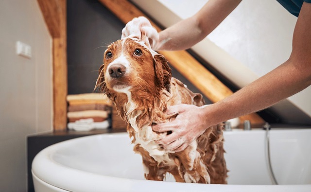 Tắm cho chó thường xuyên bằng xà phòng