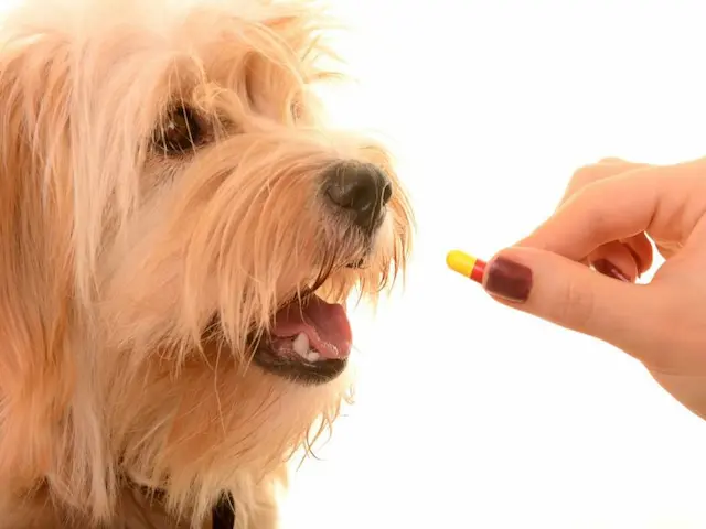 Việc chọn lựa thuốc tẩy giun phụ thuộc vào loại giun mà bạn muốn điều trị và đặc điểm của chó hoặc mèo.