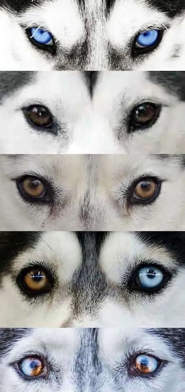 Những con chó Husky có mắt hai màu thường được xem là đặc biệt và có thể có giá cao hơn so với những con có mắt cùng màu.