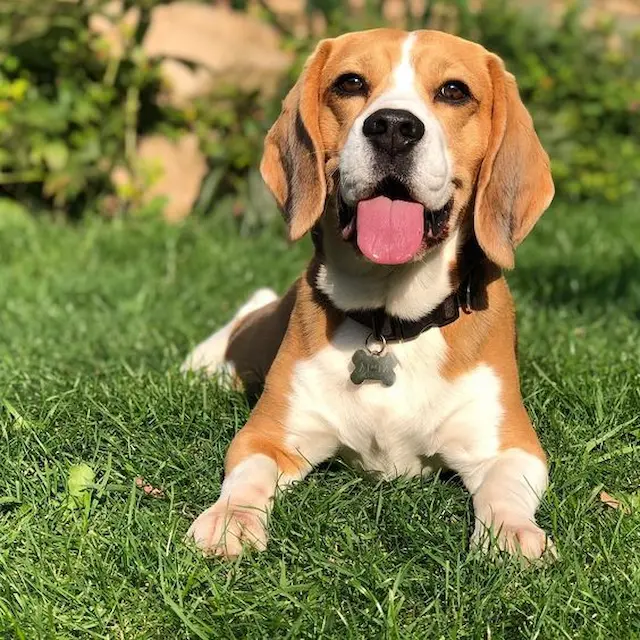 Chó Beagle thường vui vẻ, tình cảm, và thích sự chăm sóc. Chúng thích giao tiếp và thân thiện với mọi người, đặc biệt là trẻ em.