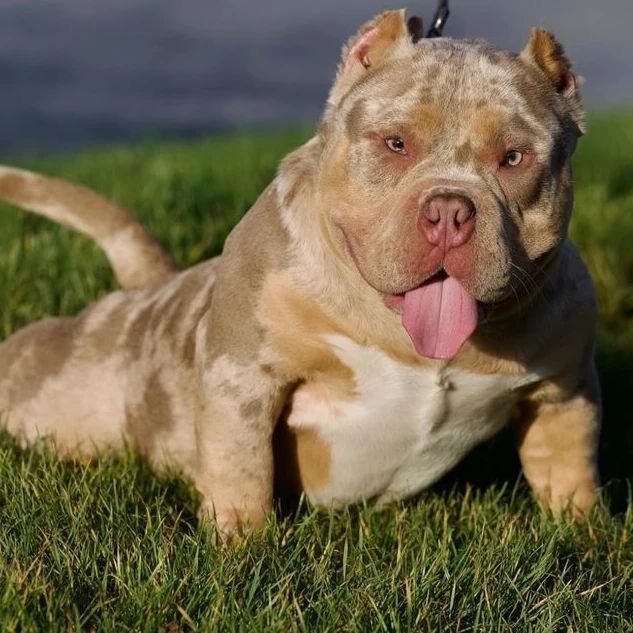 Chó Pitbull nổi tiếng với tính cách trung thành, trực giác mạnh mẽ, và thân thiện với gia đình.
