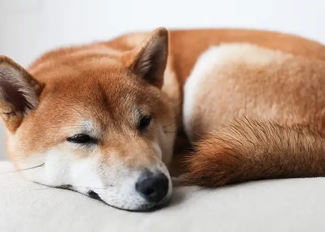 Shiba Inu thường là chó khỏe mạnh, nhưng cũng có thể mắc một số vấn đề sức khỏe như dysplasia hông, bệnh mắt, và bệnh chuyển hóa.