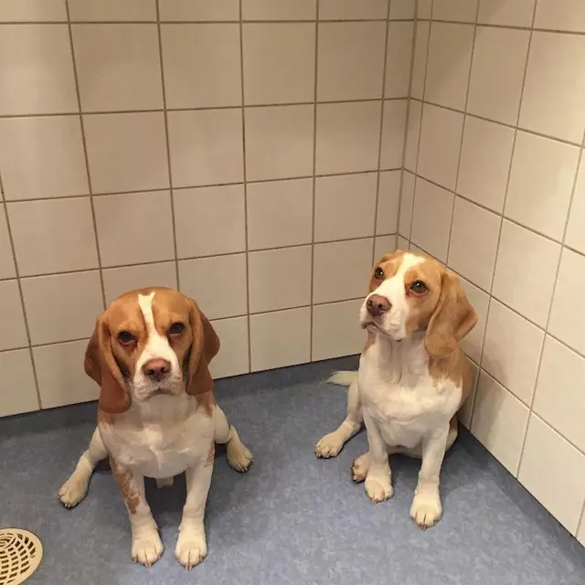 Chải lông Beagle đều đặn để tránh rối lông và tăng cường sự thoải mái của chúng. Tắm gội nên được thực hiện khi cần thiết.