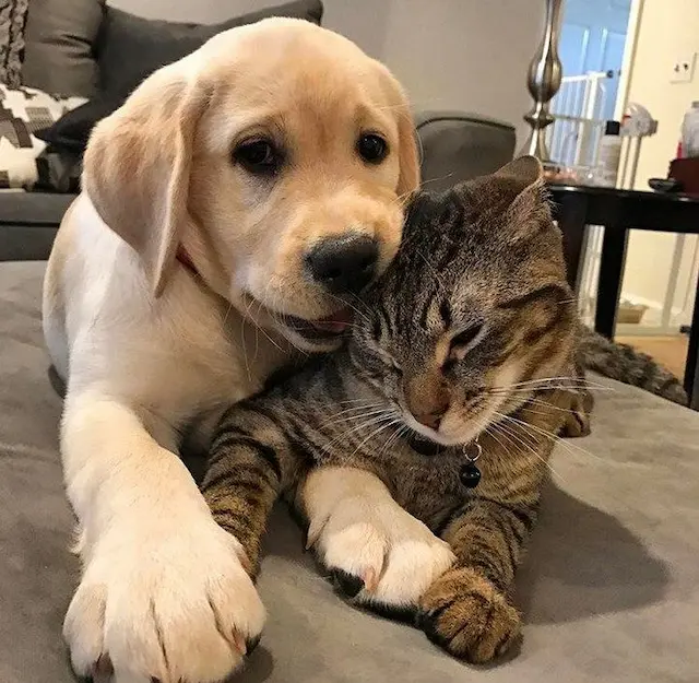Tình bạn tự nhiên: Dù là những loài động vật khác nhau, nhưng chó và mèo có thể phát triển một mối quan hệ tình bạn tự nhiên dựa trên sự hiểu biết và tương tác hàng ngày.