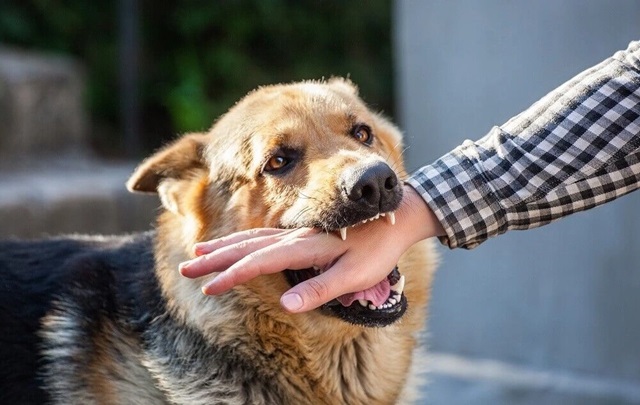 Thay đổi trong hành vi: Chó bị dại có thể thể hiện sự thay đổi đột ngột trong hành vi, như trở nên hung dữ hoặc thụ động hơn bình thường.