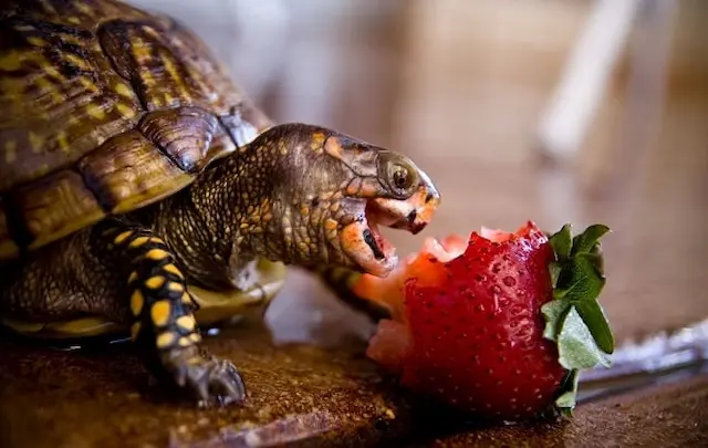 Tránh cho rùa ăn quá nhiều để không gây ra tình trạng thừa cân và các vấn đề sức khỏe khác.