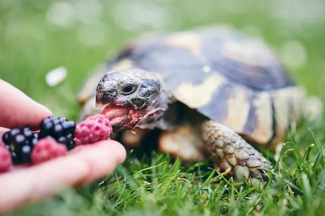 Để bổ sung canxi cho rùa, có thể cho chúng ăn các loại rau xanh giàu canxi hoặc sử dụng các loại thức ăn giàu canxi.
