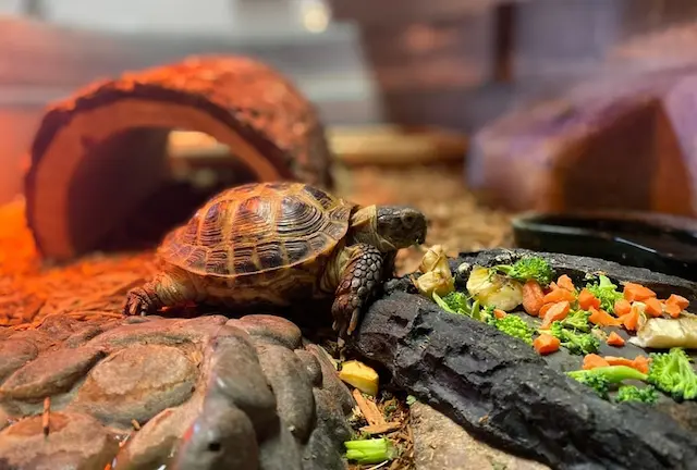 Mỗi ngày, rùa cạn cần được cho ăn 1-2 lần. Chế độ ăn nên bao gồm rau xanh, rau quả và một ít thức ăn động vật.