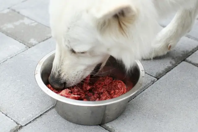 Chó nuốt phải máu: Nếu chó nuốt phải máu từ bất kỳ nguyên nhân nào, chẳng hạn như ăn phải một vật nhọn, cũng có thể dẫn đến phân có máu.