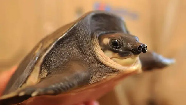 Rùa mũi lợn (Trachemys scripta) là loài rùa nước ngọt có đặc điểm ngoại hình khá đặc trưng.