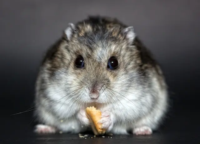 Chuột hamster rất thích ăn các loại hạt giống