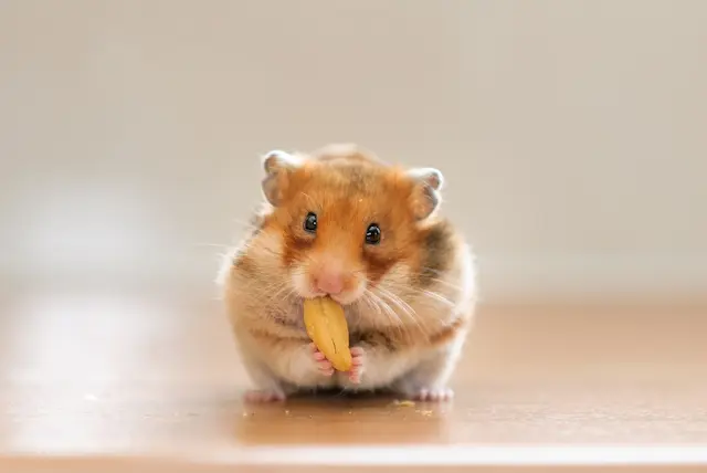Hamster con mới sinh cần được cung cấp một chế độ ăn phù hợp để phát triển và khỏe mạnh. 