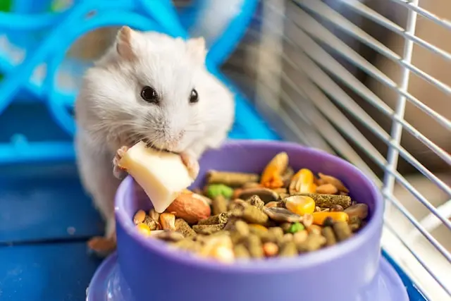 Chuột hamster là loài động vật ưa thích ăn các loại thực phẩm giàu dinh dưỡng và hương vị tươi ngon.