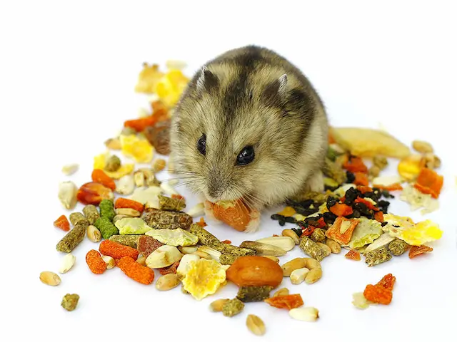 Món ăn cơ bản và quan trọng cho chuột hamster bao gồm: Hạt giống, Ngũ cốc, rau xnah tươi...