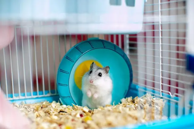 Khi cho chuột hamster ăn, có một số lưu ý quan trọng bạn cần nhớ để đảm bảo chúng có chế độ ăn lành mạnh và an toàn. 