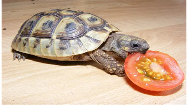 Rùa cũng cần được cung cấp thức ăn tươi như rau xanh và rau quả để bổ sung vitamin và khoáng chất.