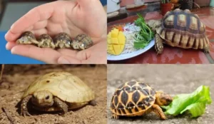 Rùa cạn và rùa cảnh cần được cung cấp một chế độ ăn đa dạng và cân bằng để đảm bảo chúng khỏe mạnh và phát triển tốt.