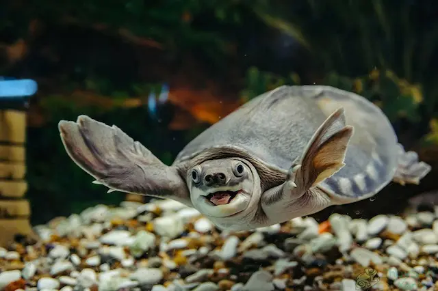 Rùa mũi lợn (hay còn gọi là rùa quyền) là một loài rùa thuộc họ rùa nước ngọt. Chúng có nguồn gốc từ châu Mỹ và là loài rùa nổi tiếng được nuôi làm thú cảnh trong hồ cá và ao nuôi.